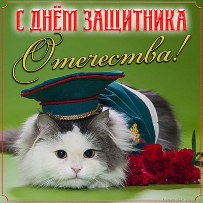 Забавная открытка на День защитника Отечества с котом