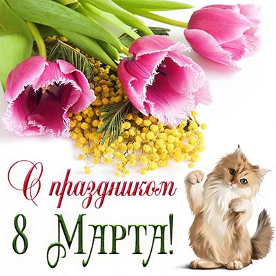 Кот, тюльпаны, мимоза и надпись - с праздником 8 Марта