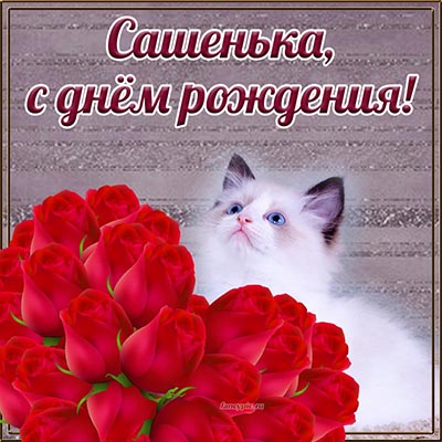Прикольная открытка с кошкой Сашеньке на день рождения