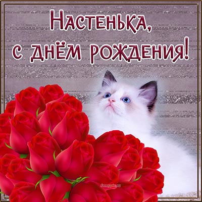 Изысканная открытка с котом Настеньке на день рождения