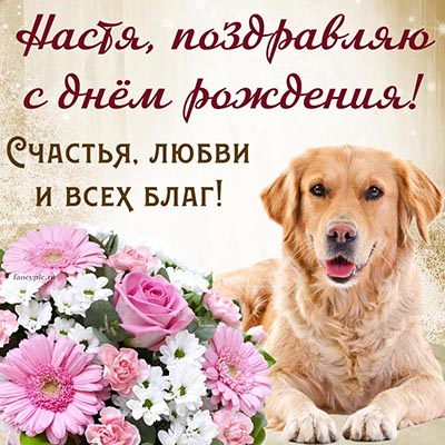 Прикольная открытка с собакой Насте на день рождения