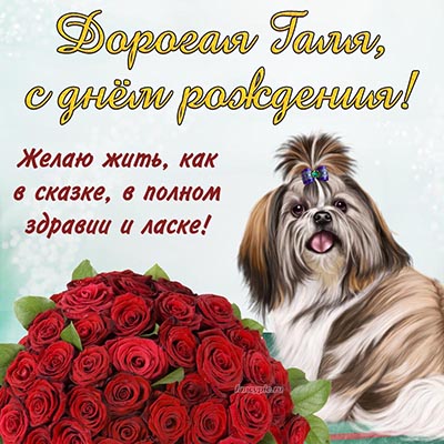 Открытка Гале с прикольной собакой и красными розами