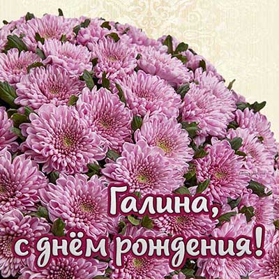 Картинка с именем Галина и хризантемами на день рождения