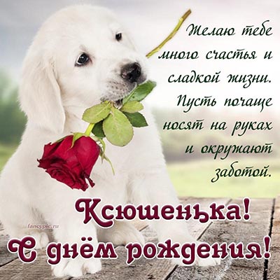 Картинка с прикольной собакой и розой Ксюшеньке