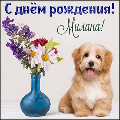 Поздравление с днём рождения Милане, цветы и собака