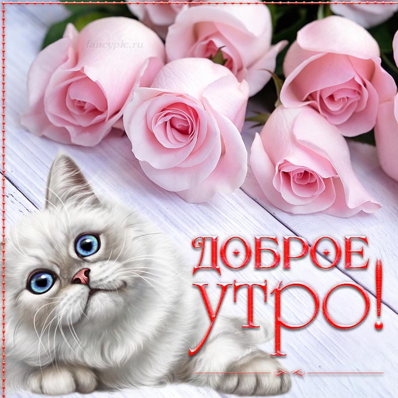 Картинка доброе утро с красивым котиком и розами