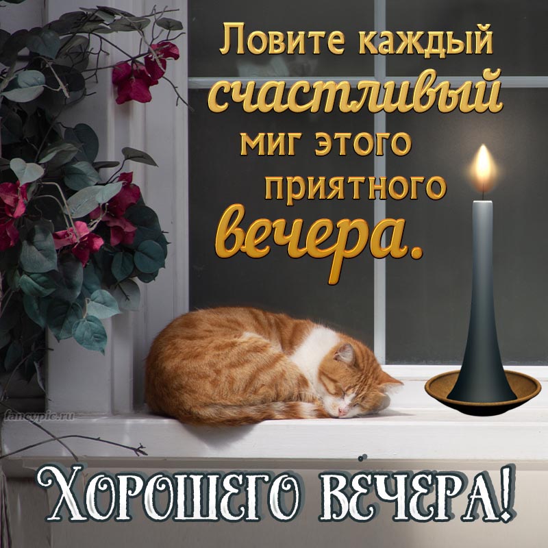 Пожелание хорошего вечера на фоне кота и свечи
